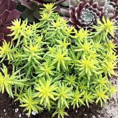 Sedum Sunsparkler® Angelina's Teacup