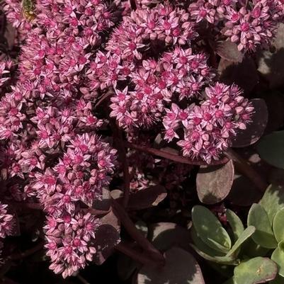 Sedum Sunsparkler® Cherry Tart