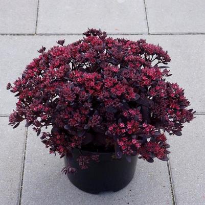 Sedum Sunsparkler® Plum Dazzled