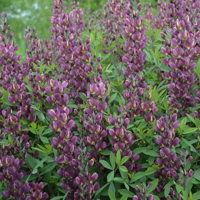 Baptisia Burgundy Blast