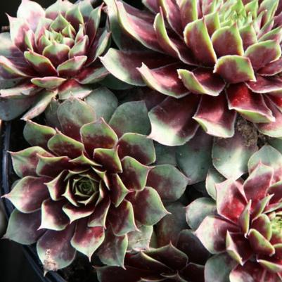 Sempervivum Ruby Heart
