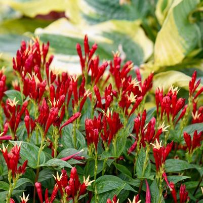 Spigelia marilandica Apple Slices