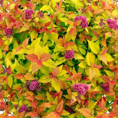 Spiraea japonica Rainbow Fizz™ PP28876