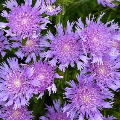 Stokesia Totally Stoked Riptide