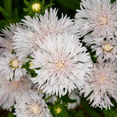 Stokesia Totally Stoked Whitecaps