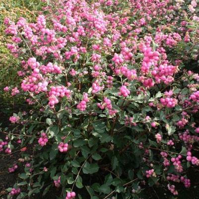 Symphoricarpos x doorenbosii Candy™ PP20931