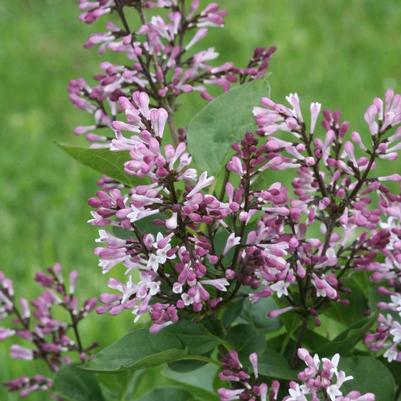 Syringa Baby Kim® PP32969