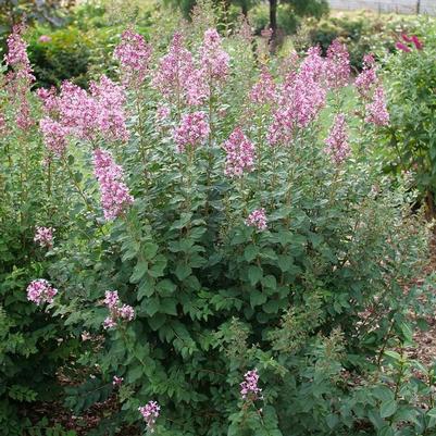 Syringa Bloomerang Ballet™ PP35934