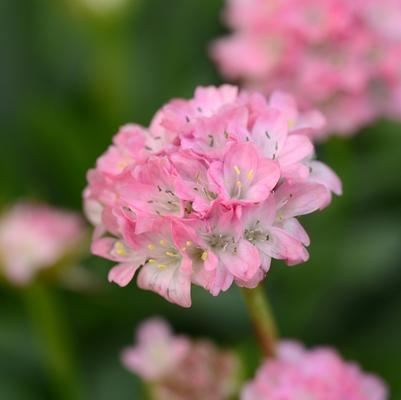 Armeria Dreameria® Daydream