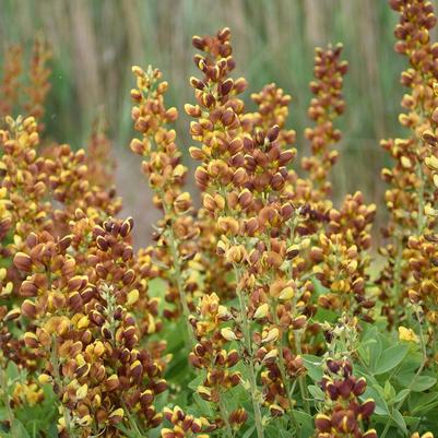 Baptisia Honey Roasted PP34707