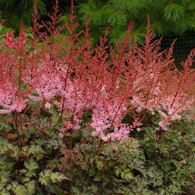 Astilbe Delft Lace