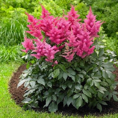 Astilbe x Music™ Drum and Bass PP14964