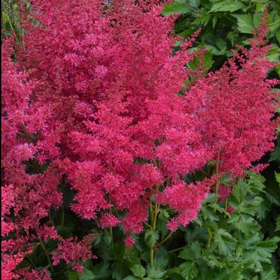 Astilbe x Music™ Heavy Metal® PP31438