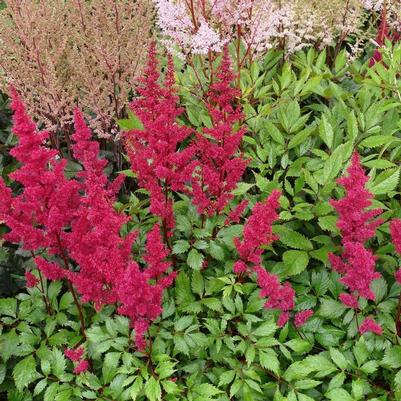 Astilbe chinensis Vision Vulcano
