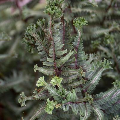 Athyrium niponicum Crested Surf