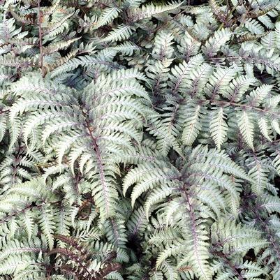 Athyrium niponicum Silver Falls