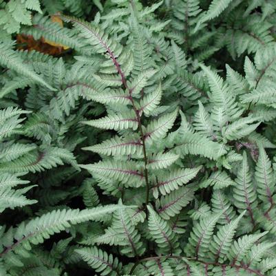 Athyrium nip. pictum Pearly White