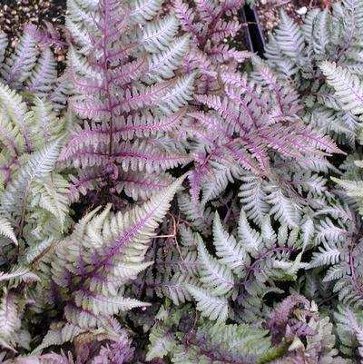 Athyrium nip. pictum Regal Red