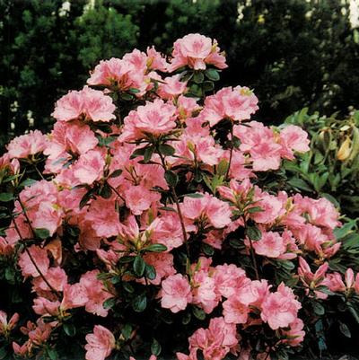 Azalea Evergreen Blaauw's Pink