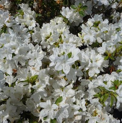 Azalea Evergreen Del. Val. White