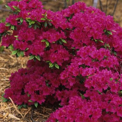 Azalea Evergreen Girard Fuchsia