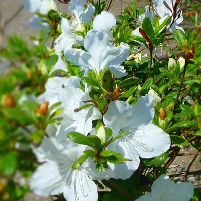 Azalea Evergreen Gir. Pleasant White