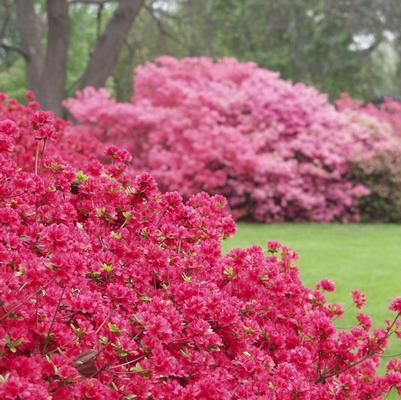 Azalea Evergreen Hino Crimson