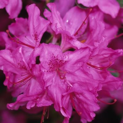 Azalea Evergreen Karen