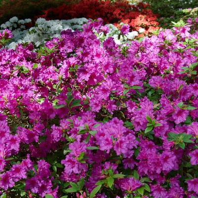Azalea Evergreen Purple Splendor