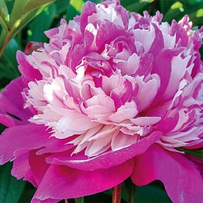 Paeonia lacttiflora Celebrity