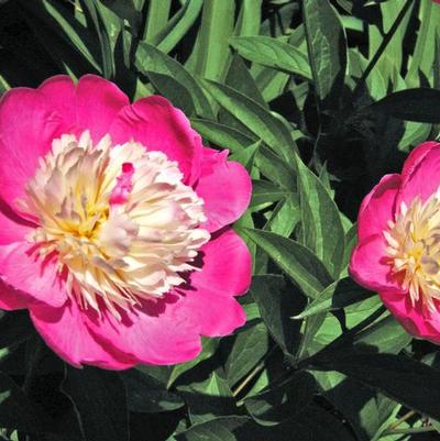 Paeonia lacttiflora Gay Paree