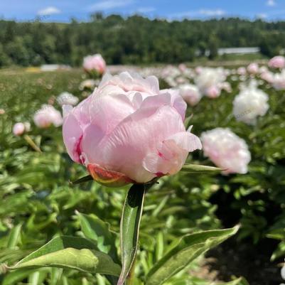 Paeonia lacttiflora Shirley Temple