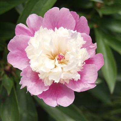 Paeonia lacttiflora Sorbet