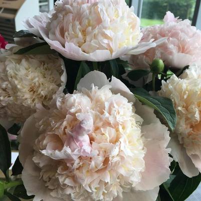 Paeonia lacttiflora Top Brass