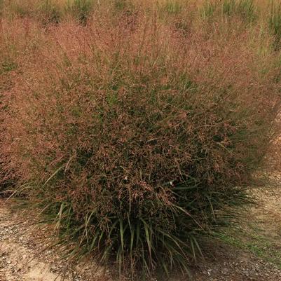 Panicum virgatum Dream Catcher® Tumbleweed®