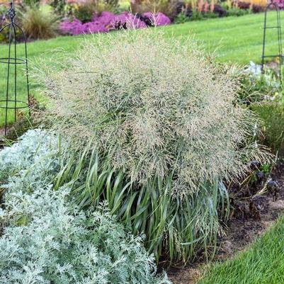 Panicum virgatum Prairie Winds® Niagara Falls