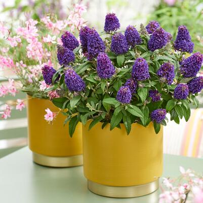 Buddleia Little Rockstars Purple