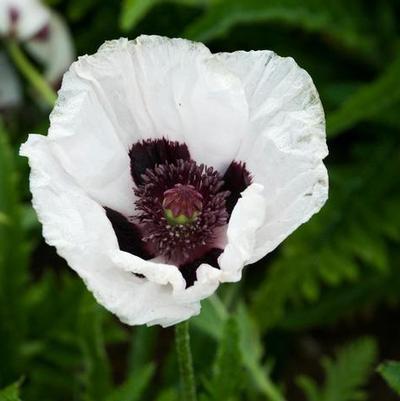 Papaver orientalis Royal Wedding