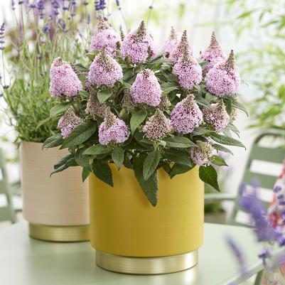 Buddleia Little Rockstars Pink