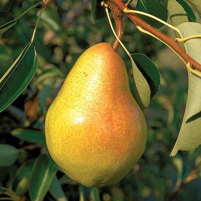 Pear Semi-Dwarf Bartlett