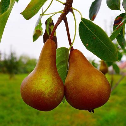 Pear Semi-Dwarf Bosc