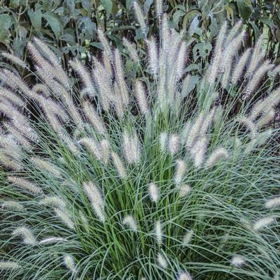 Pennisetum alopalopecuroides Hameln