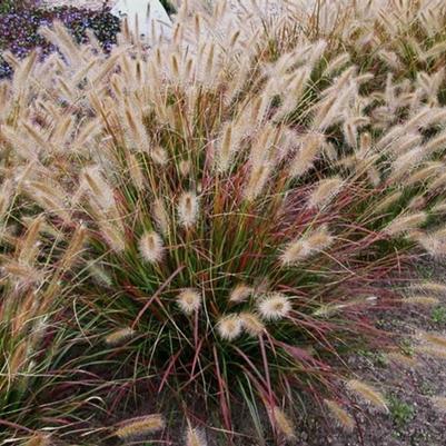 Pennisetum alopalopecuroides Prairie Winds® Desert Plains