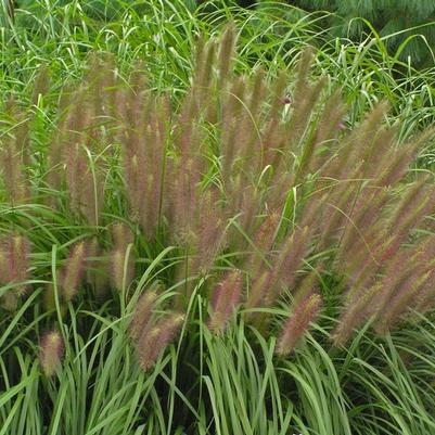 Pennisetum alopalopecuroides Red Head