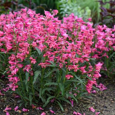 Penstemon Bejeweled® Pink Pearls PP36004