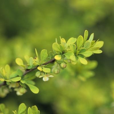 Berberis thunbergii Aurea