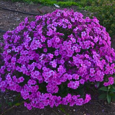 Phlox Cloudburst