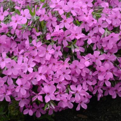 Phlox Magenta Sprite