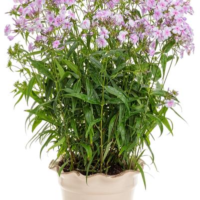 Phlox Opening Act Pink A Dot