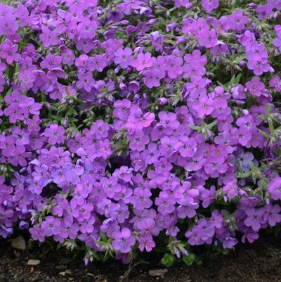Phlox Purple Sprite
